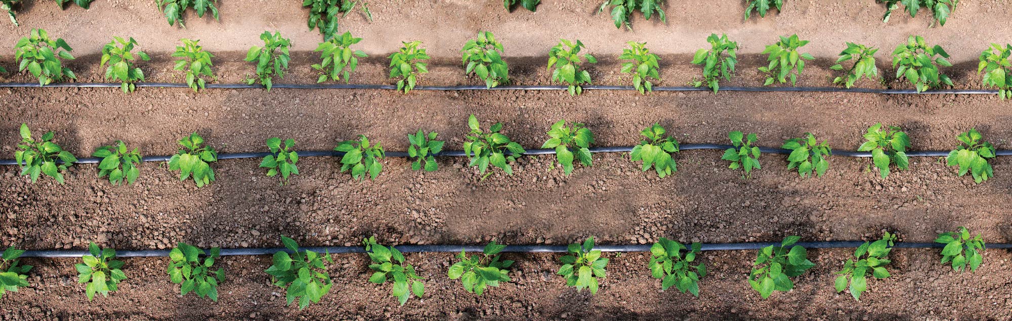 Farm-and-Drip-Irrigation-Services